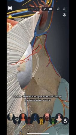 Подробнее о РОГОВИЦЕ ️ #anatomy #medicine #shorts