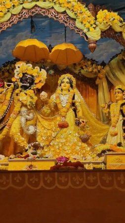 Vasanata Panchami glorious Radha Madhava darshan  #mayapur #beautiful #viral #shorts