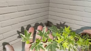 Новые растения в коллекцию