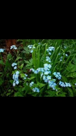 "Доброе утро" из Ставрополья..