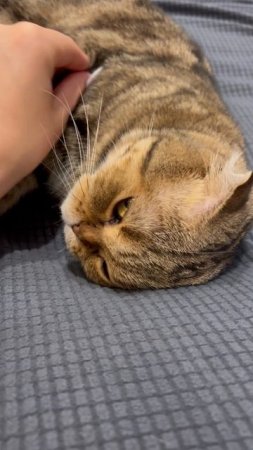 Милая спящая шотландская вислоухая кошечка 🐱