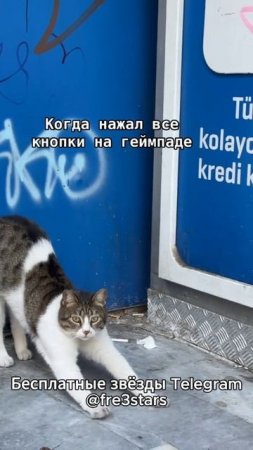 @fre3stars Бесплатные звезды и подарки телеграм #мемы #приколы #ржака #звезды #подарки #телеграм #тг