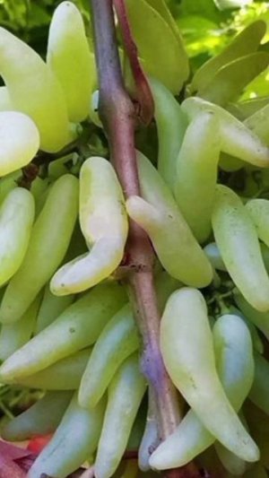 Виноград КОЗЕРОГ