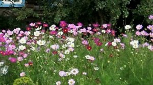 ЦВЕТЫ ДАЛЕКОГО ДЕТСТВА