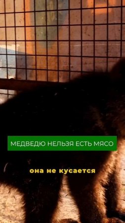 Почему медведя нельзя кормить мясом?! Больше фактов в полном выпуске на канале «Своя еда» #медведь