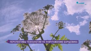 Российские учёные запатентовали технологию, которая позволяет ликвидировать борщевик
