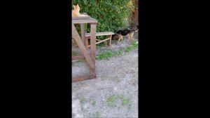 Собака. Кот. Том и Фокс