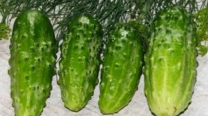 Сорт Огурцов Муромский (САМООПЫЛЯЕМЫЙ,ТЕПЛИЧНЫЙ)