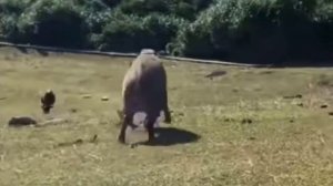 Лесной разбойник🐗🔪😂
