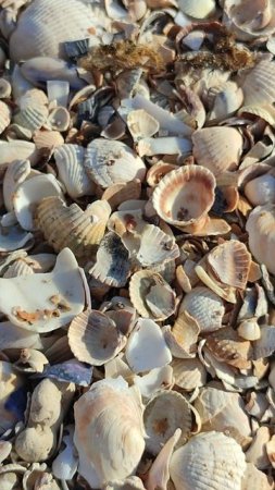 Ракушки. Азовское море. Драгоценности моря