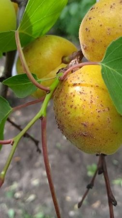 Болячки на абрикосах