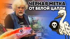 Аквариумные новости с Владимиром Ковалёвым (18.07.2025). Чёрная метка от белой цапли.