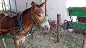 Ясный, запряженный в телегу