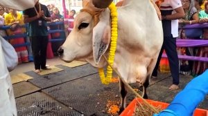 Go Puja offering to Lord Damodar in Mayapur Dham, 2023