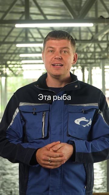 Форель в УЗВ: быстро растёт, дорого стоит. Почему это идеальный вариант для бизнеса? смотреть онлайн
