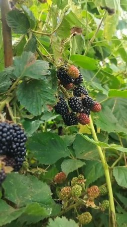 blackberry  #russia #berries #blackberries #nature #tasty #shorts