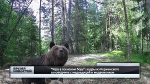 "Утро в сосновом бору": кадры из Керженского заповедника с медведицей и медвежонком