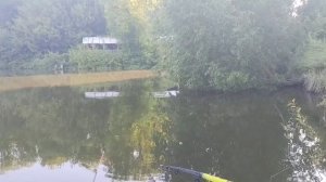 Отличный клев карася на червя. Обидный сход на кукурузу. Рыбалка на поплавок