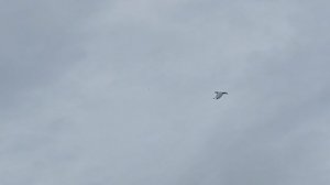 пара голубей которых я оставил на племя