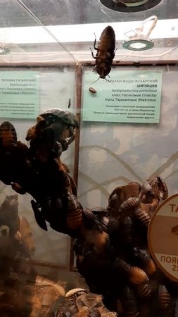 Мадагаскарские шипящие тараканы