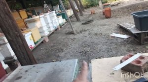Обработка , результат приёма личинок, по две личинки в ячейке.
