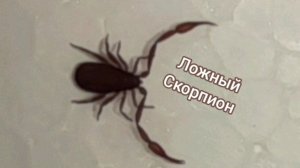 ЛожноСкорпион в улье