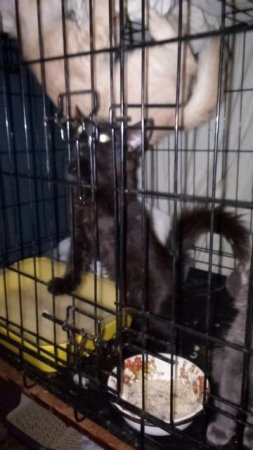 Акробатики после ужина.Сейчас застелим постельку и - спать  . Ещё немного- и выпускать из клеточки.