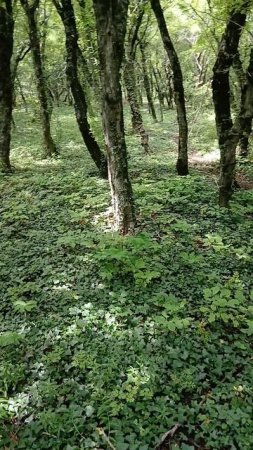 Сольно наклонный подъем в гору к старинным раскопкам возле БО Рассвет на Чёрном море
