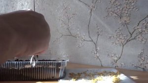 ПОСАДКА СВОИХ СЕМЯН ПЕРЦА ( СОРТ- ВИНИ-ПУХ )