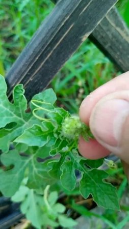 Арбуз Борька как поживаете? 17.07.2025г. Small Garden's