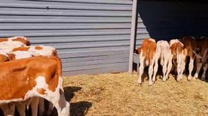 Бычки в Лихой.16.07.25г