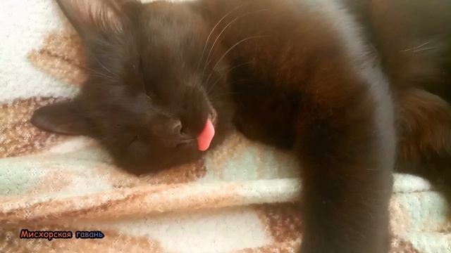 Подкидыши. Кот языкот и спящая братва Гаспра. Крым Ялта 🍎 #searuss #мисхорскаягавань