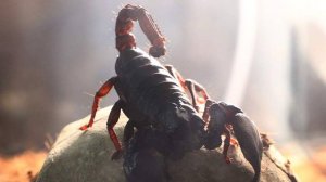 В Санкт-Петербурге девочку ужалил привезенный из отпуска ядовитый скорпион