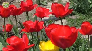 Какие Дни Мая 2025  Года  Самые Лучшие для посадки цветов?