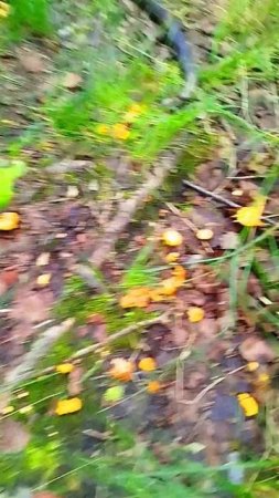 Грибной Рай Вот он Где