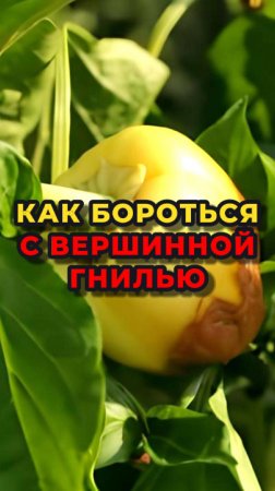 🫑🍅Как бороться с ВЕРШИННОЙ ГНИЛЬЮ на томатах и перцах 🍅🫑