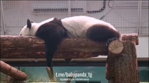 🐼 Усталая панда-трудяга готовится ко сну! 🌙