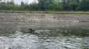 🫎Сотрудники «Мосводоканала» спасли двух лосей на Истринском гидроузле🫎