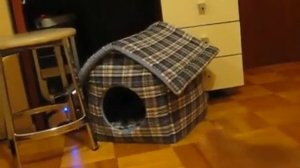 ЭТО МОЙ ДОМ))) КОТЁНОК МАЛЫШ ЗАЖИГАЕТ С МАМКОЙ КОТИХОЙ