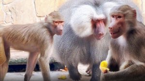 Люся осваивает язык ГАМАДРИЛОВ, показывает "документы" Елисею, а с Лидой у них недомолвки. Тайган