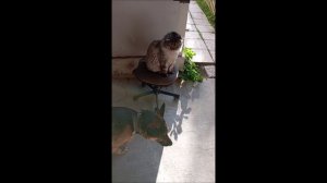 Собака. Кот. Том и Кос
