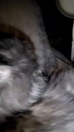 Смышленый Котенок Барсик охлаждается перед вентилятором 🐱☃️🚿