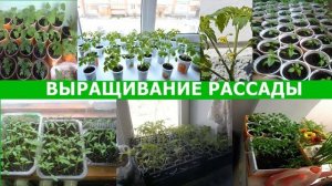 СЕКРЕТЫ ВЫРАЩИВАНИЯ РАССАДЫ