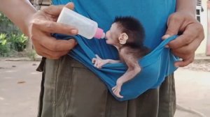 Обезьянка сиротка прижилась в приюте Прячется в футболке Брыкается