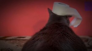 Котинет Эдит #1