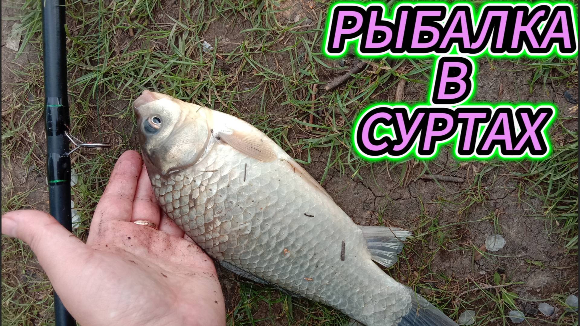 ПРИЕХАЛИ НА РЫБАЛКУ В СУРТЫ! И ВОТ МОИ ПЕРВЫЕ КАРАСИ!!! ЗА ДОЛГОЕ ВРЕМЯ!) УРААА!! #fishing #рыбалка