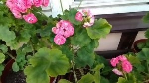 СИМ Сеньорита, Анита и G. Antique Rose