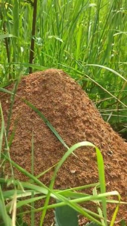 Such a big anthill in Russia #anthill #nature #russia #shorts