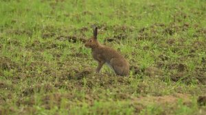 Гон у зайцев