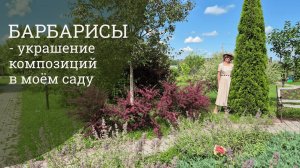 Барбарисы – украшение композиций в моем саду